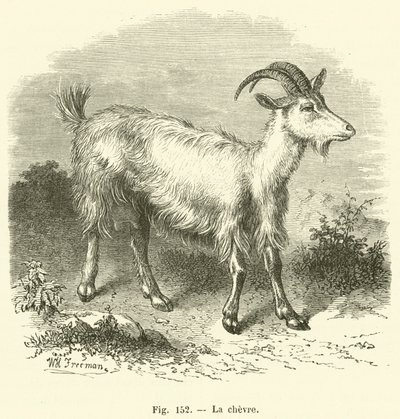 La chevre (rytina) od French School