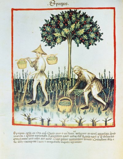 Lat. 9333 folio 23v "Spargus" (sběrači chřestu) z Tacuinum sanitatis, Ibn Butlân (pergamen) od French School