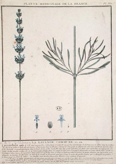 Lavender Spike, talíř z 