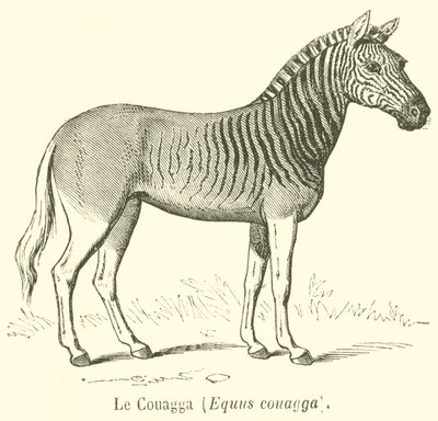 Le Couagga, Equus couagga (rytina) od French School