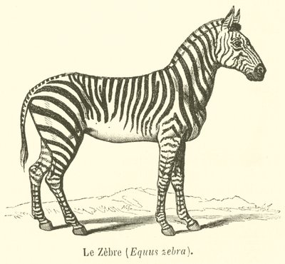 Zebra, Equus zebra (rytina) od French School