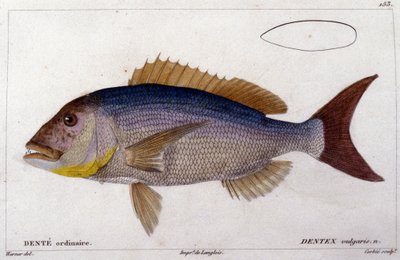 Dentex z Cuvierova díla "Histoire naturelle des poissons", Valenciennes, Paříž od French School
