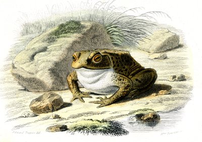 Ropucha obecná (Bufo vulgaris) - Talíř z přírodní historie od Bernarda Germaina de Lacepede (1856-1925), vydání P.Furme, Paříž od French School
