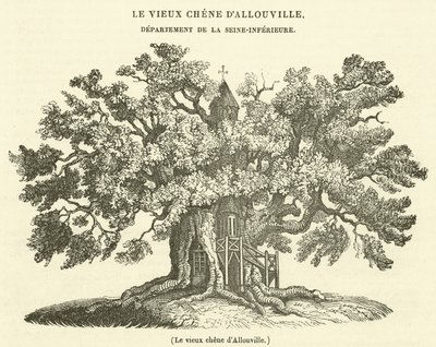 Starý dub z Allouville (rytina) od French School