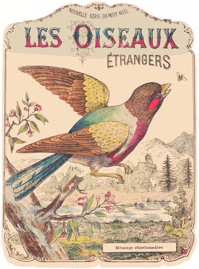 Les Oiseaux Étrangers: obal alba. Charbonnière mesange., konec 19. století (tisk) od French School