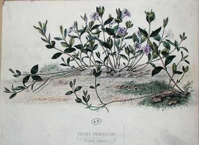 Barvínek menší nebo Vinca minor (barevná rytina) od French School