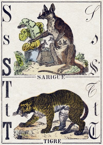 Písmeno S Sarigue (vačice); T Tygr. Gravírování v „“Abeceda zvířat sauvages““. 9. série. Obrázky Epinal, Pellerin, tiskárna-nakladatel, kolem roku 1870. Rytiny na dřevě, šablona. 16 stran. Rozměr: 20 x 15 cm. Soukromá sbírka od French School
