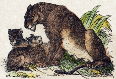 Lvice. Gravírování v „“Abeceda zvířat sauvages““. 9. série. Obrázky Epinal, Pellerin, tiskárna-nakladatel, kolem roku 1870. Rytiny na dřevě, šablona. 16 stran. Rozměr: 20 x 15 cm. Soukromá sbírka od French School