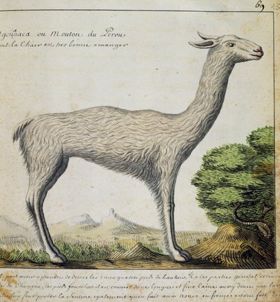 Llama, Peru, akvarel z deníku Jacques Gouin de Beauchesne (1652-1730), kapitán Compagnie royale de la Mer du Sud, od roku 1698 do roku 1701, Francie od French School
