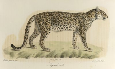 Leopard, samec. Samec leoparda, z „Přírodní historie savců“ (barva lito) od French School