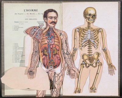 Člověk, jeho orgány, jeho svaly a jeho kostra, z Anatomie Elementaire od Dr. Lelievra od French School