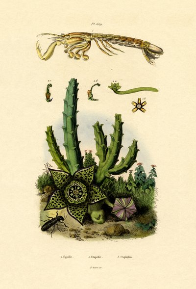 Kreveta mantis, 1833-39 od French School