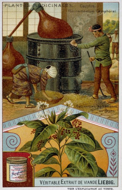 Léčivé rostliny: kafr; příprava kafru v Japonsku - Chromo Liébig, v.1900 od French School
