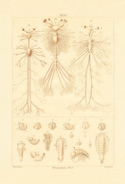 Metamorfóza, 1833-39 od French School