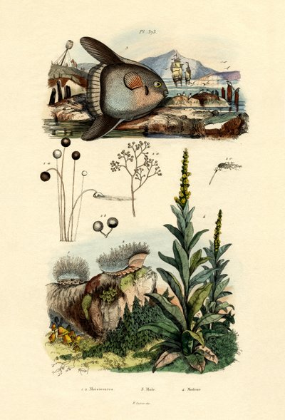 Mold, 1833-39 od French School