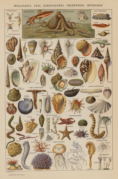 Měkkýši, červi, ostnokožci, pláštěnci, infuzoria (barevná litografie) od French School