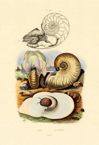 Měsíční šnek, 1833-39 od French School