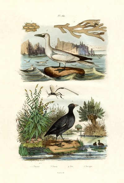 Mechové zvíře, 1833-39 od French School