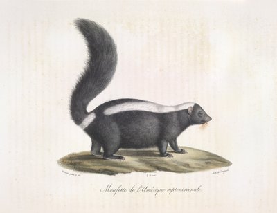 Skunk. Skunk, z přirozené historie savců (barva litho) od French School