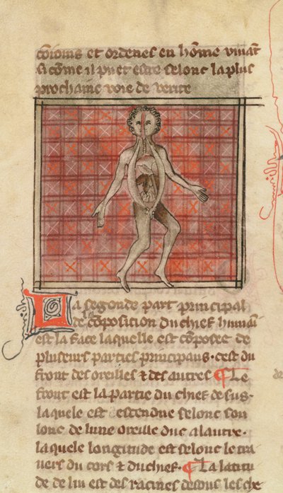 Ms 2030 fol.17 Anatomická postava, z knihy La Chirurgie de Maitre Henri de Mondeville od French School