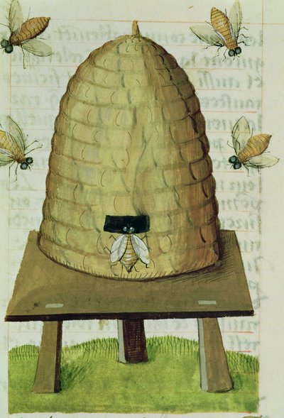 Ms 59 fol.111r Včelí úl a včely, z Grand Herbier od French School