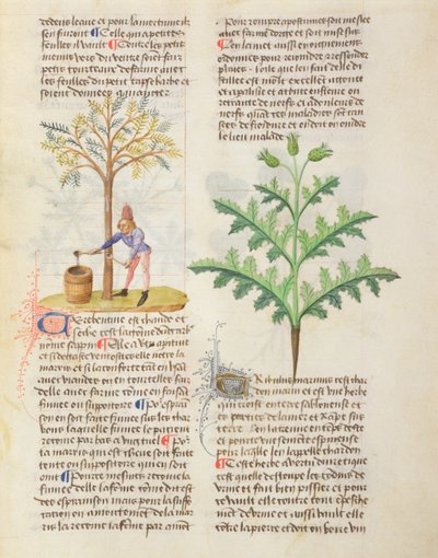 Ms. De Diversis Herbis od Dioskorida, fol.165r Klepání terpentýnu od French School