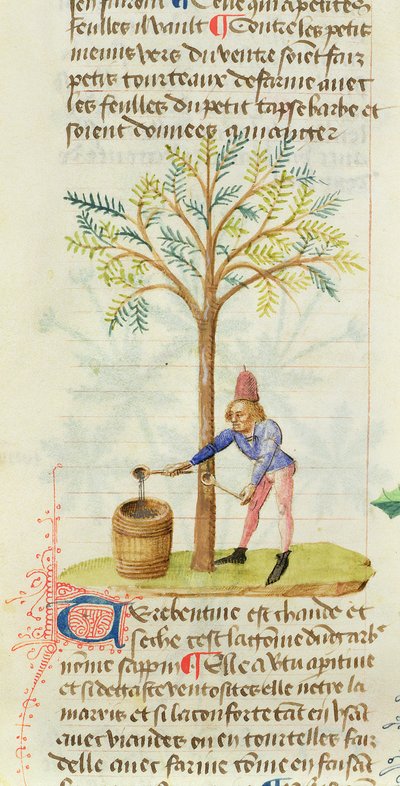 Ms Est 28 M.5.9 fol.165r Collecting Terpentine, od Grand Herbier od Pedanius Dioscorides (asi 40-90 nl) od French School