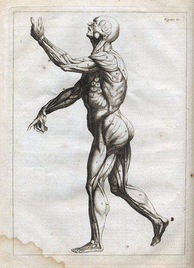 Lidské svaly - - rytina "Anatomie abstraktní, přizpůsobená malířskému a sochařskému umění" - 1760 od French School