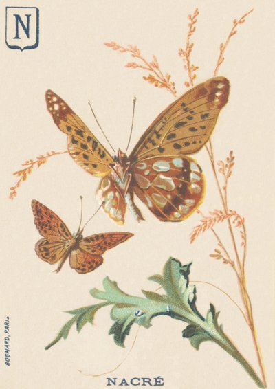 N: Pearl Mother of Pearl (Fabriciana adippe nebo Big Mother of Pearl) od French School