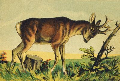 N Nangueur (vulgární název antilopy lama) od French School