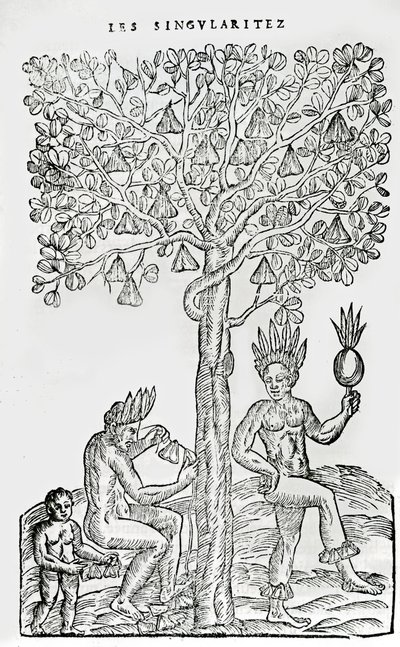 Nana fuit, léčivá rostlina, ilustrace z Singularities of France Antarctica, Andre de Thevet, 1558 od French School