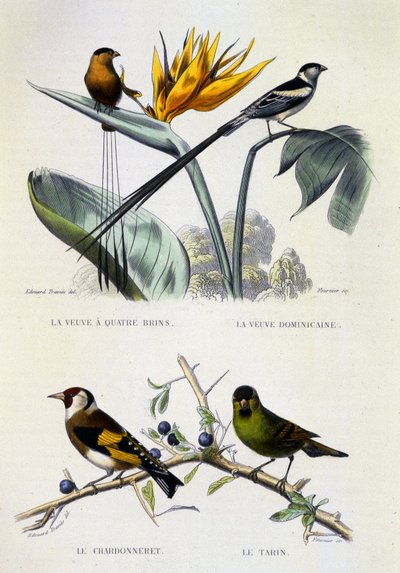 Přírodovědná deska: Ptáci: La Veuve a four strands, La Veuve dominique, Le chardonneret, Le Tarin - Buffonovo dílo, svazek V, b.d. 19. století. od French School