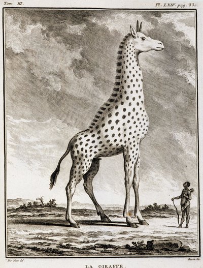 Natural History Tale: La Giraffe - in “” Natural History, General and Particulate”” od Buffona od French School