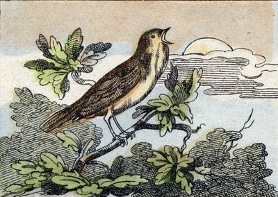 Slavík. Rytina "Buffon Alphabet des Oiseaux n 1". 3. série N 1. Zobrazování Epinalu, Epinal, konec 19. století. 16 stran. Rozměr: 28 x 21 cm od French School