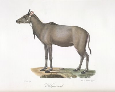 Muž Nilgau. Antilopa Nylgau, z Přírodní historie savců (barevné lito) od French School