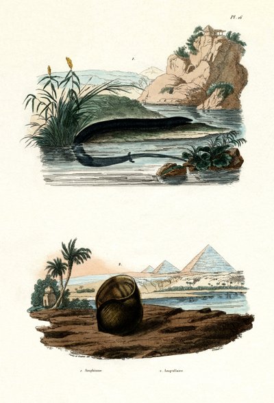 Amphiuma jednoprsté, 1833-39 od French School