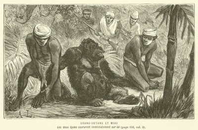 Orang-Outang Et Mias (rytina) od French School
