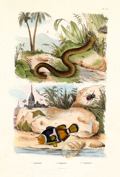 Oranžový klaun, 1833-39 od French School
