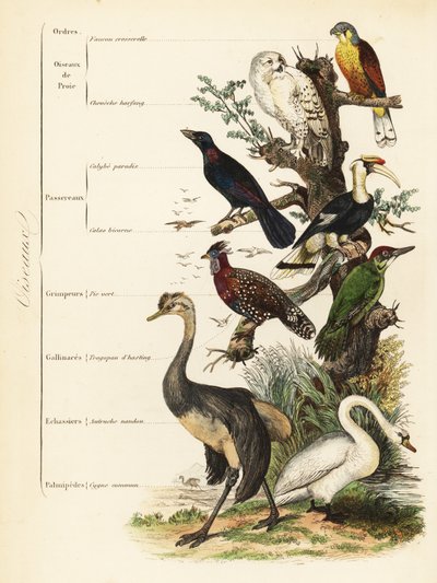Ptačí řády: poštolka obecná, Falco tinnunculus, zranitelná sova sněžná, Bubo scandiacus, špaček modrý ušatý, Lamprotornis chalybaeus, zoborožec velký, Buceros bicornis, datel zelený, Picus viridis, tragopan západní, Tragopan melanocephalus, od French School