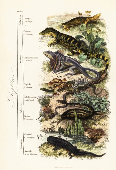 Řády plazů: zranitelná želva indická, Nilssonia gangetica, kajman brýlatý, krokodýl kajman, ještěrka řasnatá, Chlamydosaurus kingii, šupinatá noha, Pygopus lepidopudus, skleněná ještěrka, Pseudopus, apodus, v. od French School