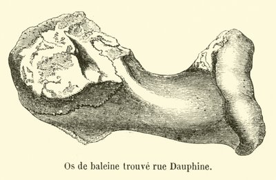Nalezena velrybí kost rue Dauphine od French School