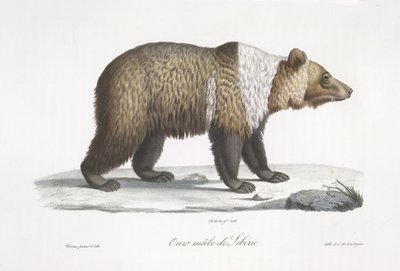 Samec sibiřského medvěda, z „Přírodní historie savců“ (barevné lito) od French School