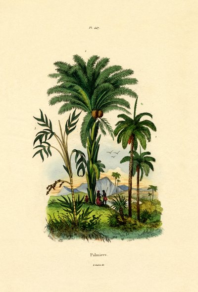 Palmy, 1833-39 od French School