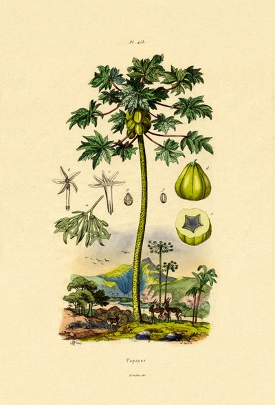 Papája, 1833-39 od French School