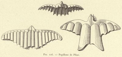 Motýli od Plinia (rytina) od French School