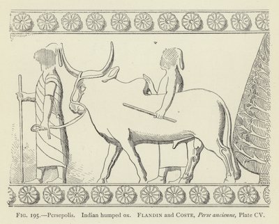 Persepolis, indický hrbatý vůl od French School