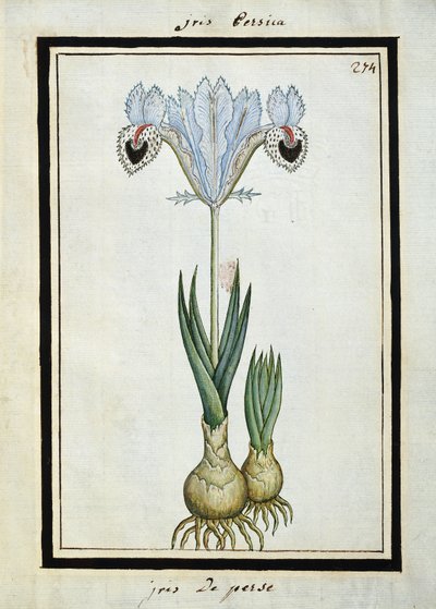 Kosatec perský, kolem roku 1700 od French School