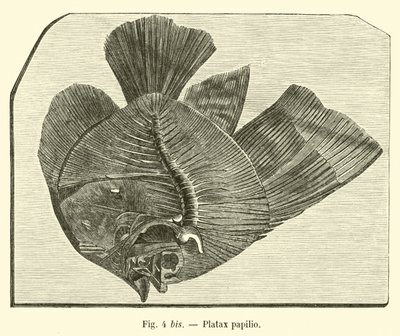 Motýl Platax od French School