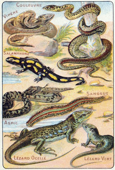 Talíř 4: Had, Viper, Salamandr, Aspic, Leech, Lezard ocelle, Green Lezard. Rytina ve "Slabikářské abecedě ptáků a plazů"". Serie A. Pellerin et Cie, tiskaři-nakladatelé, Epinal, konec 19. století. Chromolitografy. Malá 8stránková inzerce spol od French School