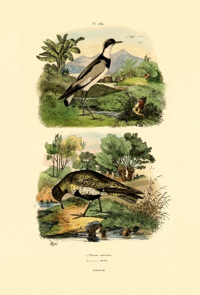 Kulík, 1833-39 od French School